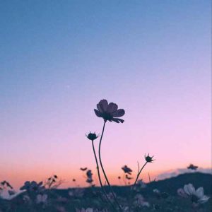 دانلود آهنگ قد رعنا داری تو رخ زیبا داری تو